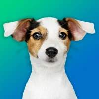 Dog Quiz: Guess the Breed — Ga